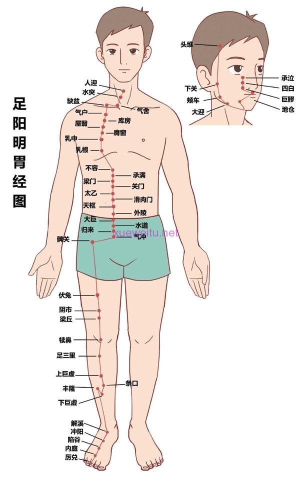 足阳明胃经胃径.jpeg